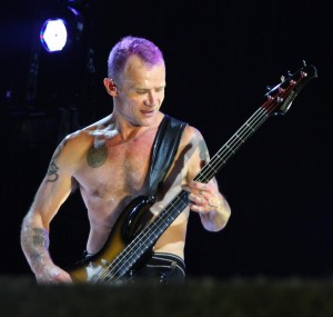 flea