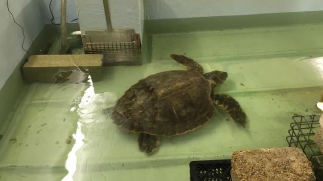 Terri, la tortuga.