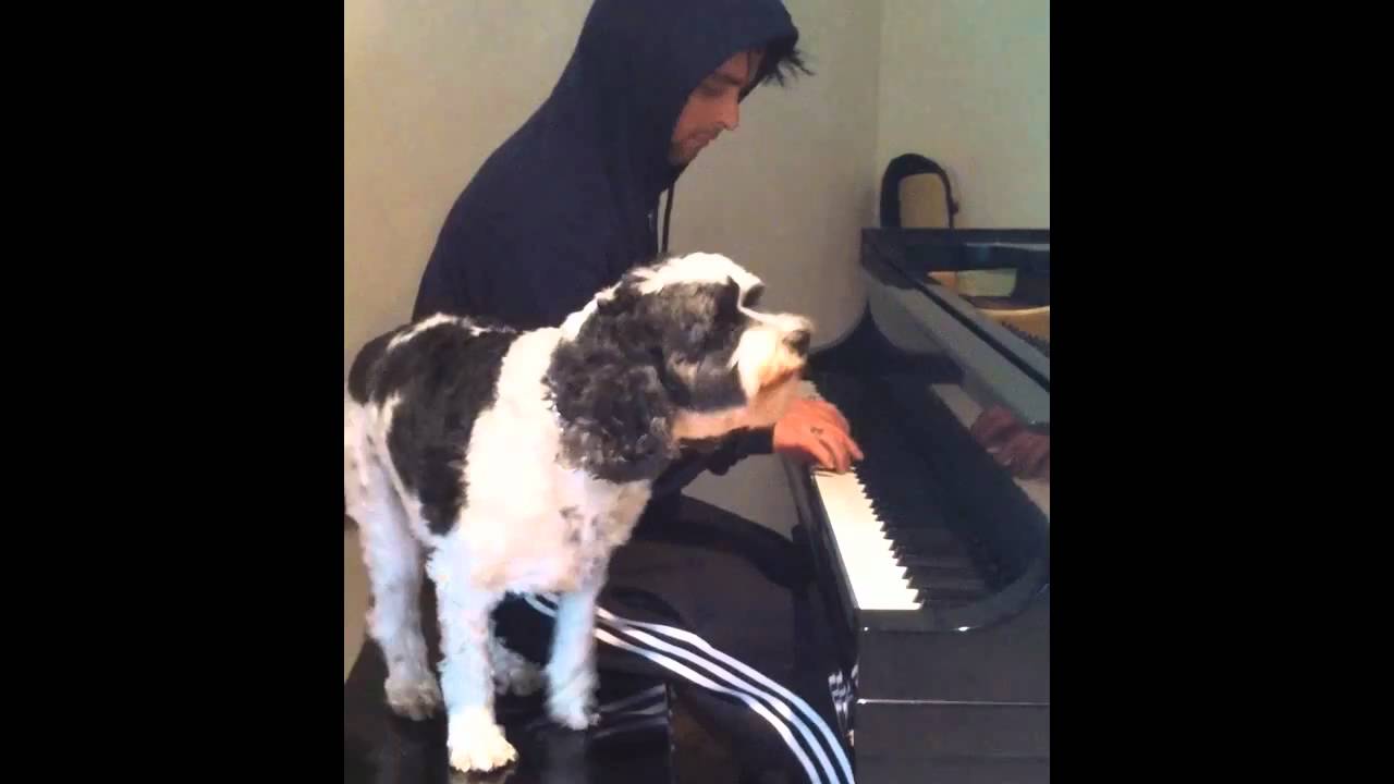 perro